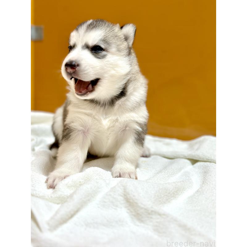 成約済の愛知県のシベリアンハスキー-423646の2枚目