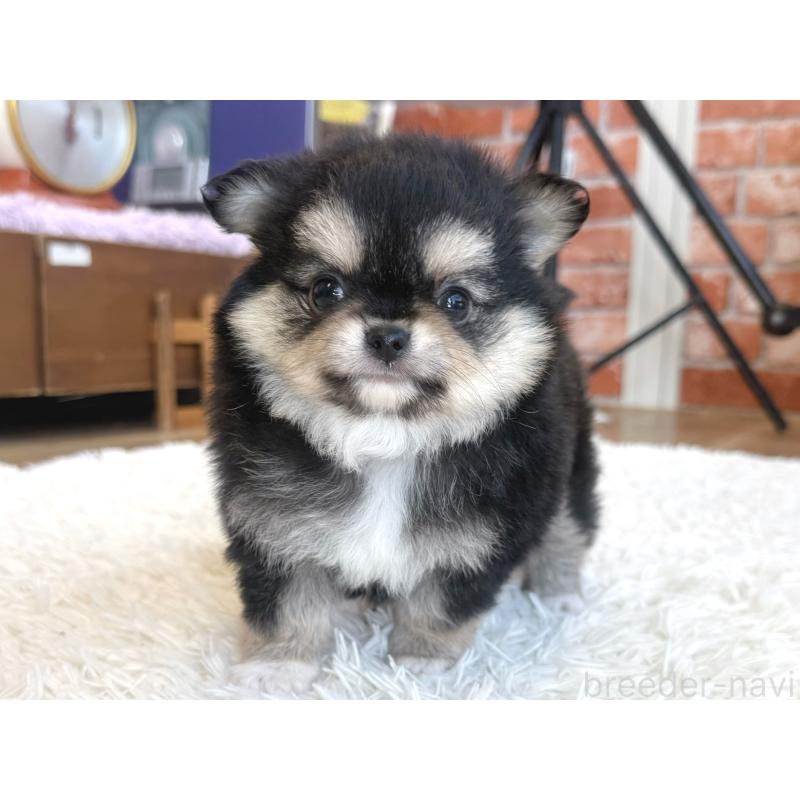 販売中の神奈川県のチワワ(ロングコート)-424983の6枚目