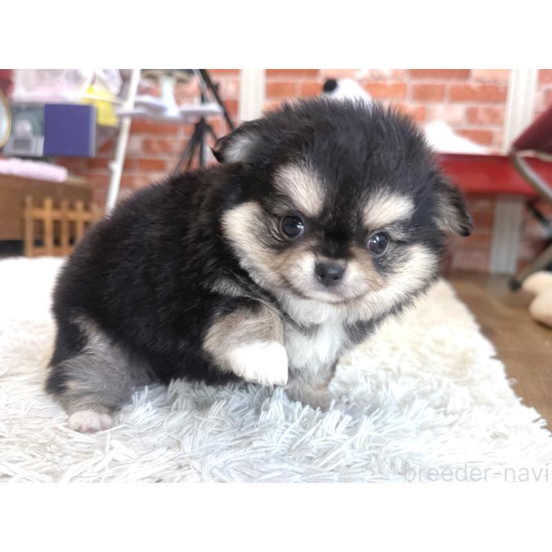 販売中の神奈川県のチワワ(ロングコート)-424983の5枚目