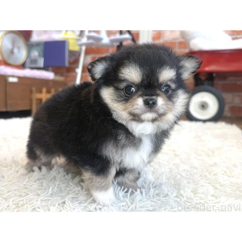 販売中の神奈川県のチワワ(ロングコート)-424983の4枚目