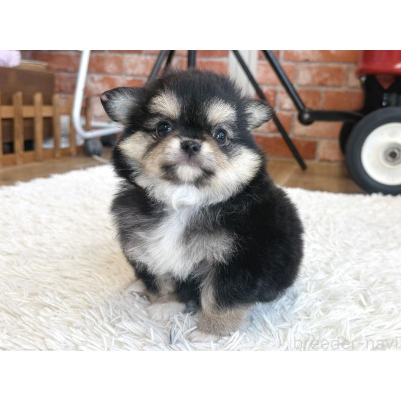 販売中の神奈川県のチワワ(ロングコート)-424983の3枚目