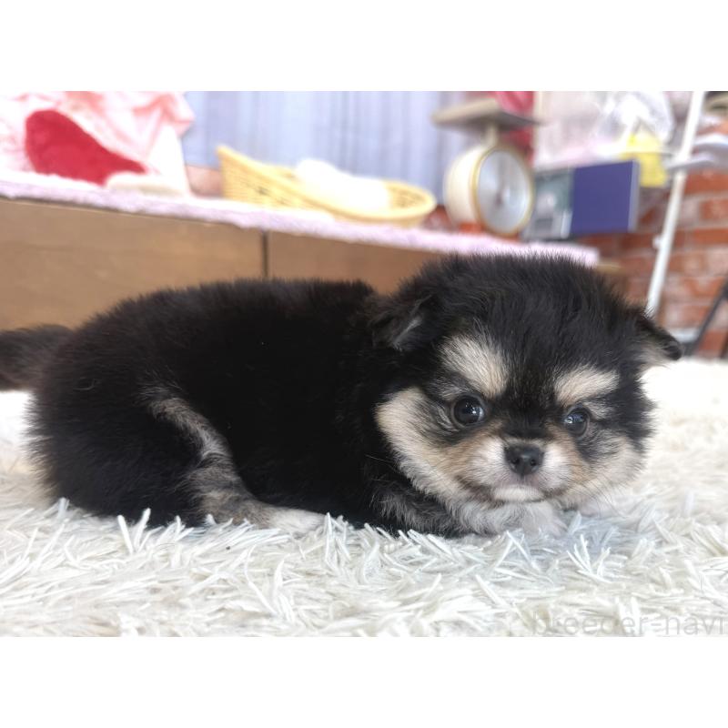 販売中の神奈川県のチワワ(ロングコート)-424983の2枚目