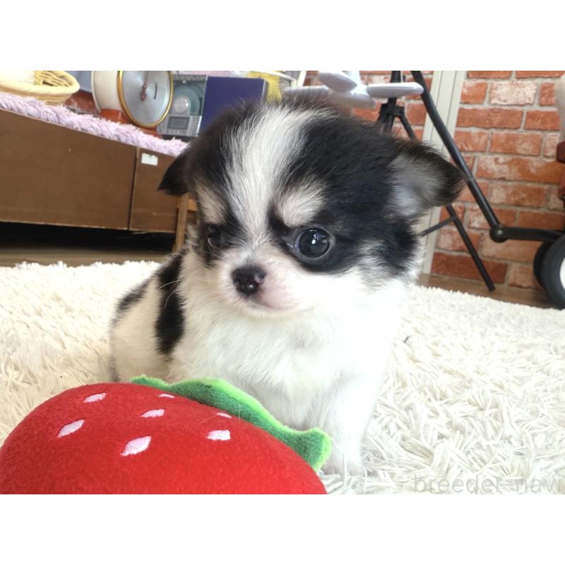 販売中の神奈川県のチワワ(ロングコート)-424984の6枚目