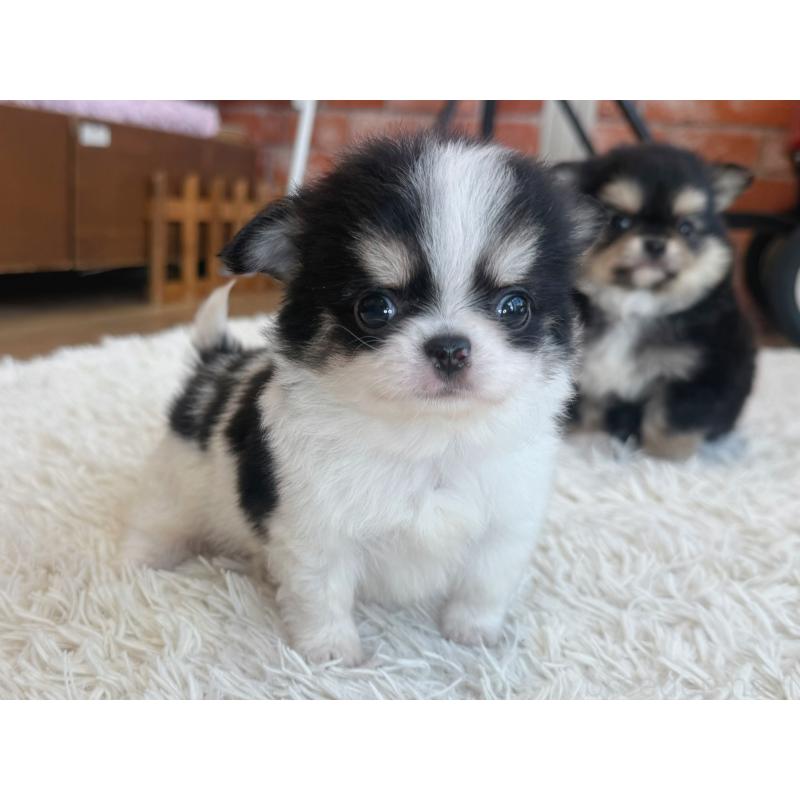 販売中の神奈川県のチワワ(ロングコート)-424984の5枚目