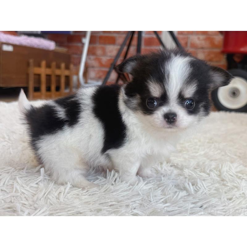 販売中の神奈川県のチワワ(ロングコート)-424984の4枚目