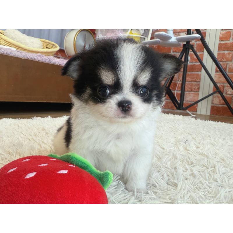 販売中の神奈川県のチワワ(ロングコート)-424984の3枚目