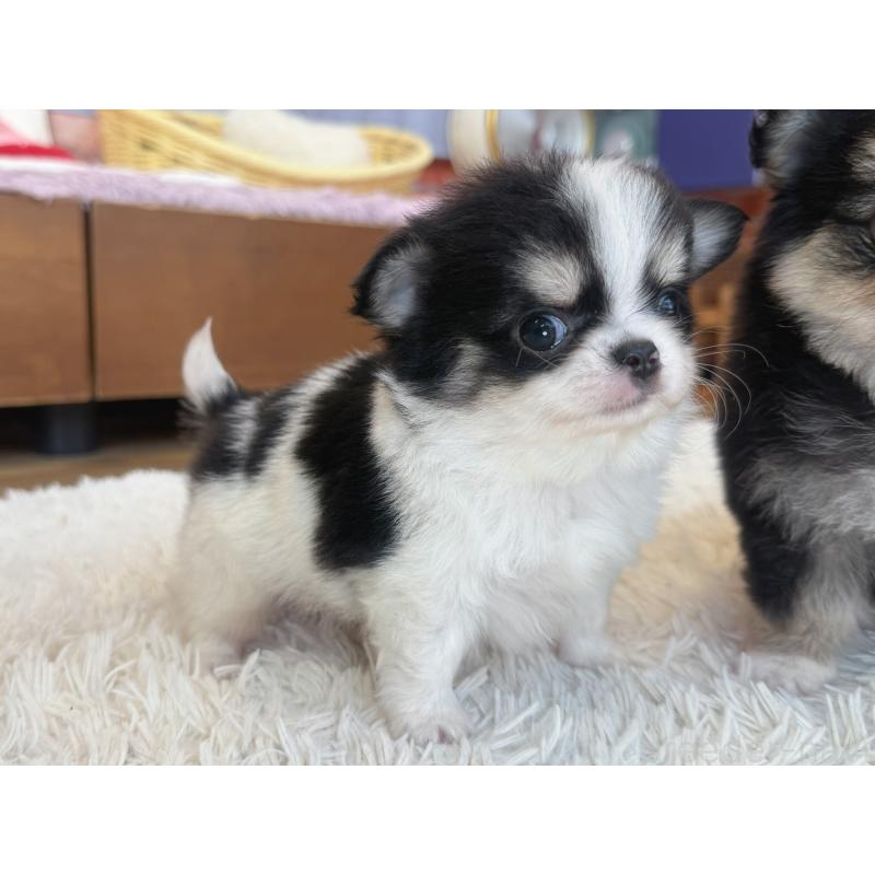 販売中の神奈川県のチワワ(ロングコート)-424984の2枚目