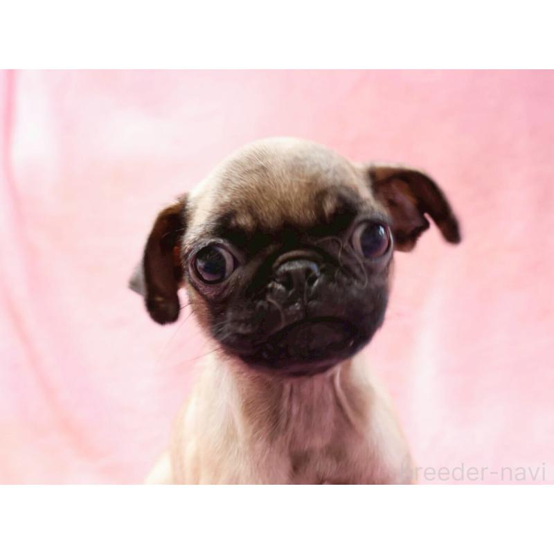 販売中の神奈川県のパグ-412982の8枚目