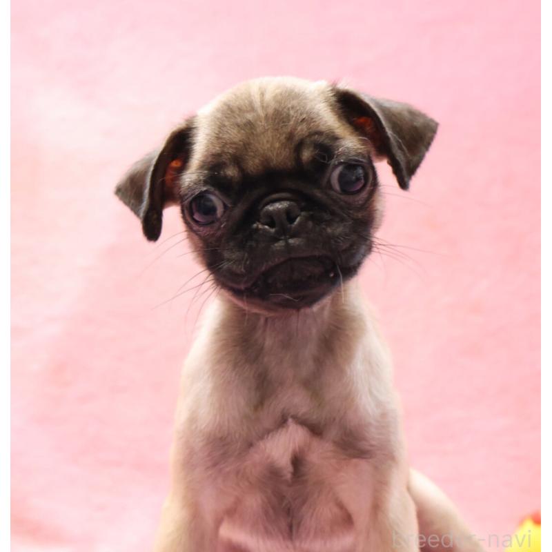 販売中の神奈川県のパグ-412982の7枚目