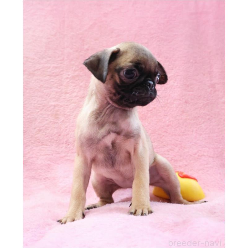 販売中の神奈川県のパグ-412982の6枚目