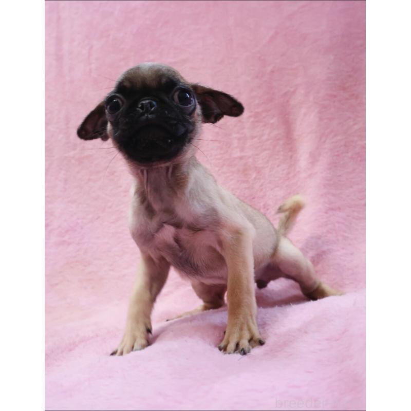 販売中の神奈川県のパグ-412982の5枚目