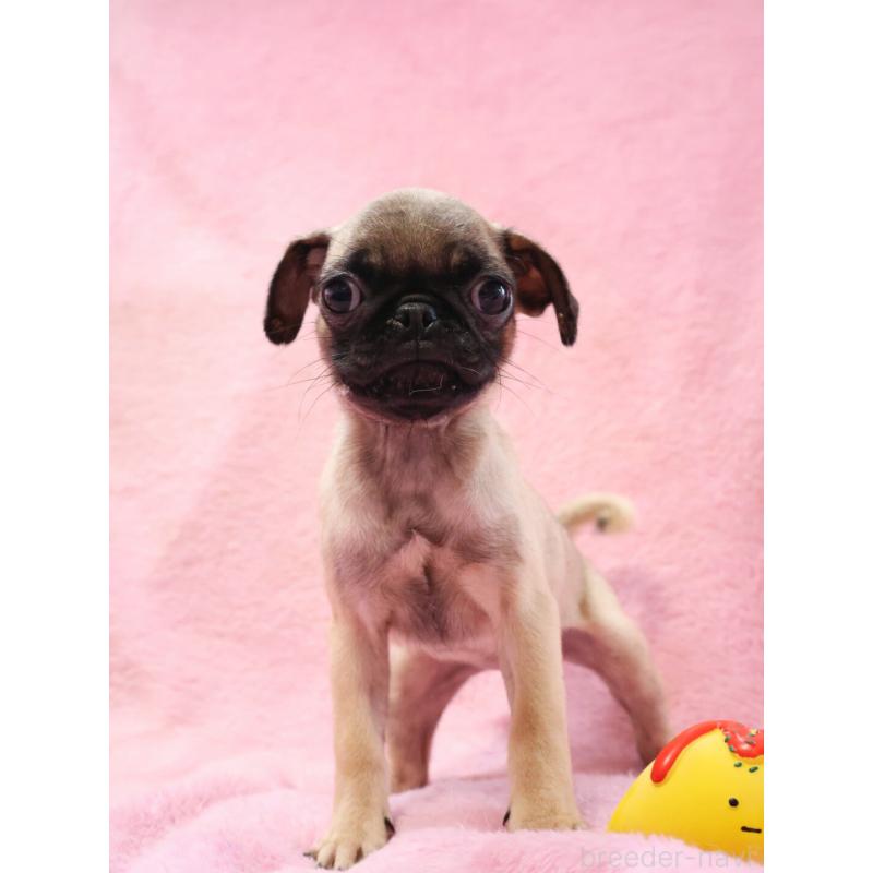 販売中の神奈川県のパグ-412982の4枚目