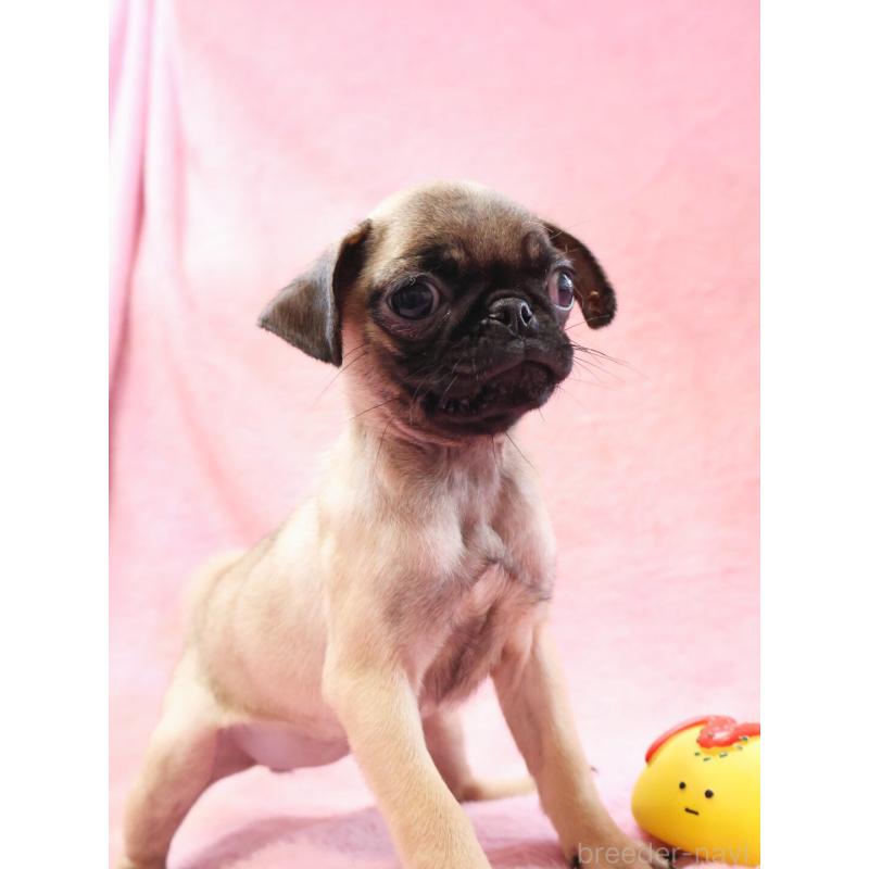 販売中の神奈川県のパグ-412982の2枚目