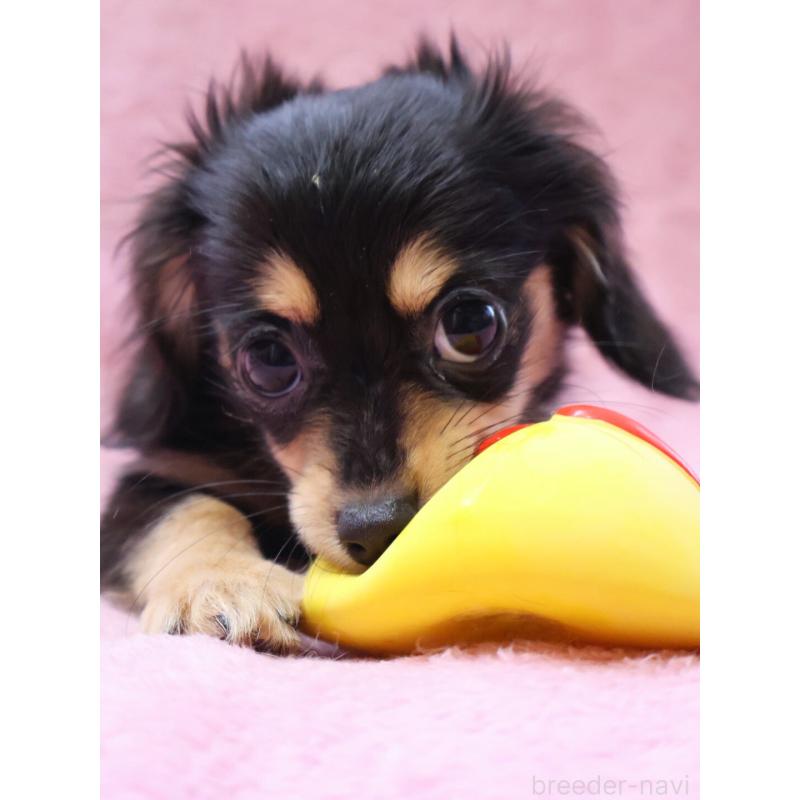 成約済の神奈川県のチワックス:チワワ×ミニチュアダックスフンド-413017の12枚目