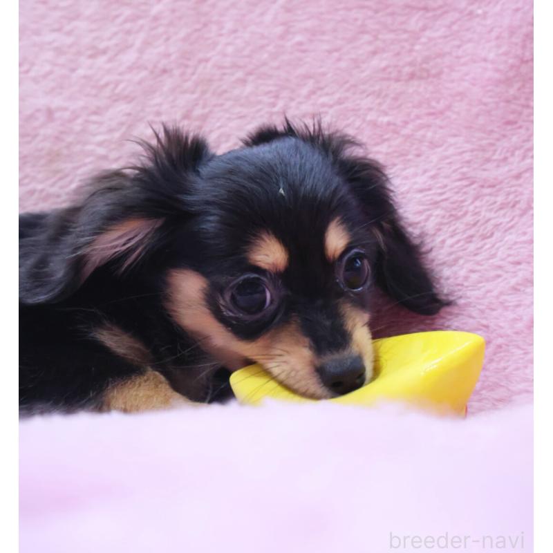 成約済の神奈川県のチワックス:チワワ×ミニチュアダックスフンド-413017の11枚目