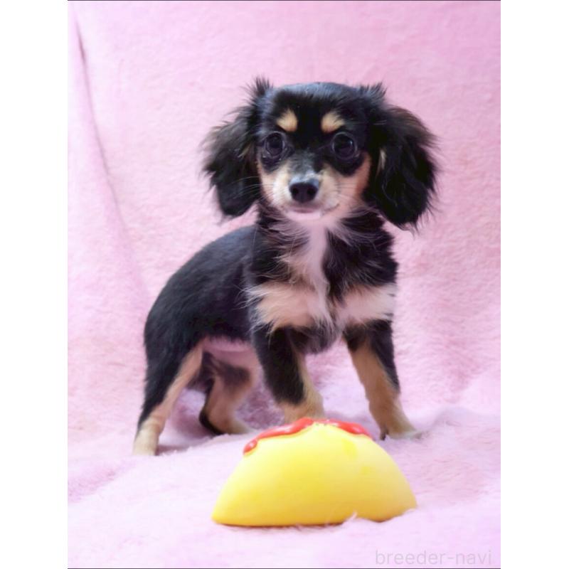 成約済の神奈川県のチワックス:チワワ×ミニチュアダックスフンド-413017の10枚目