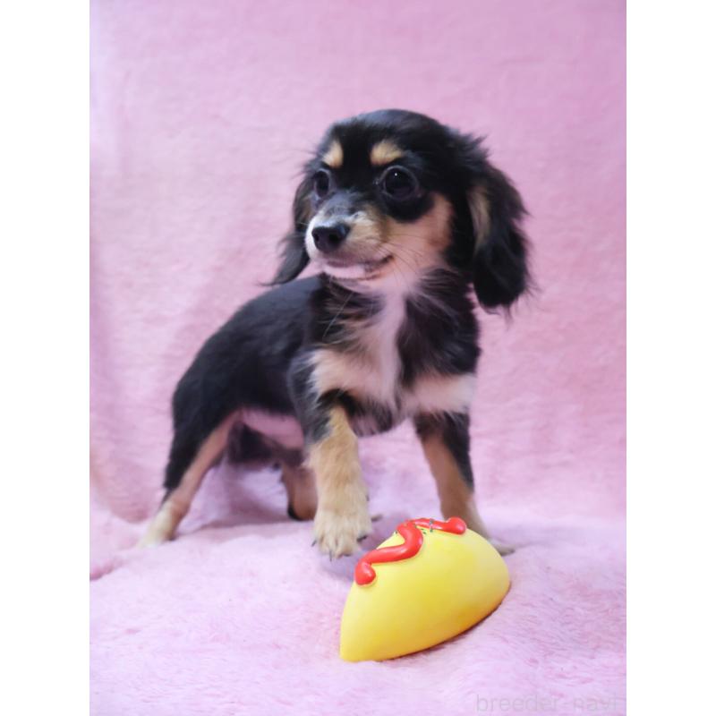 成約済の神奈川県のチワックス:チワワ×ミニチュアダックスフンド-413017の9枚目