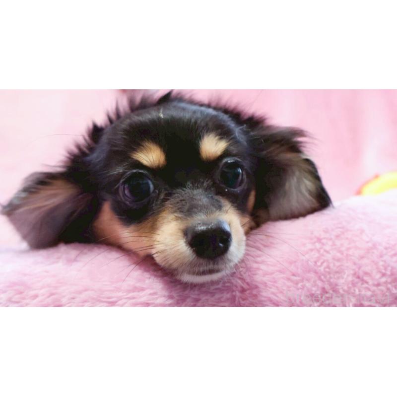 成約済の神奈川県のチワックス:チワワ×ミニチュアダックスフンド-413017の8枚目