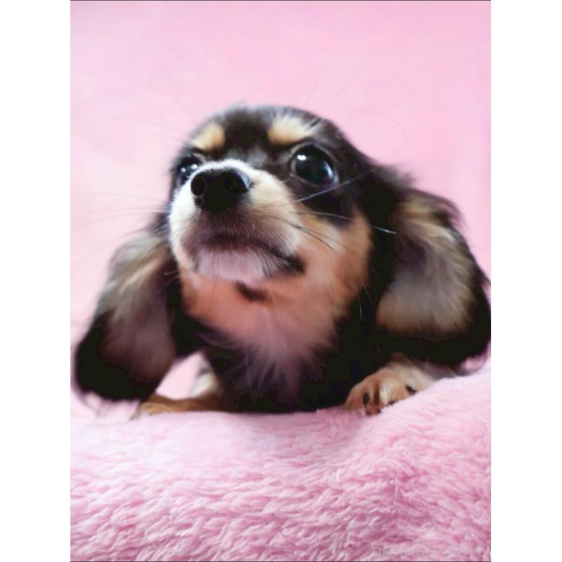 成約済の神奈川県のチワックス:チワワ×ミニチュアダックスフンド-413017の7枚目