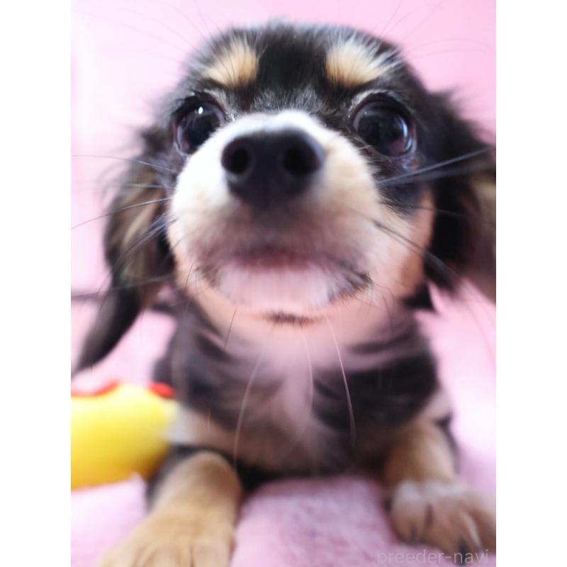 成約済の神奈川県のチワックス:チワワ×ミニチュアダックスフンド-413017の6枚目