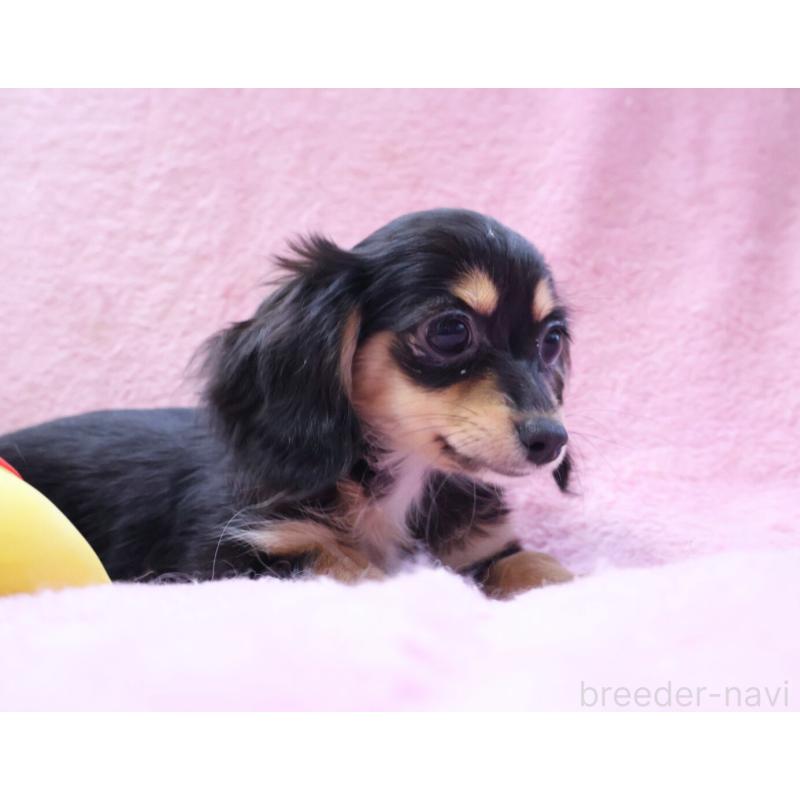 成約済の神奈川県のチワックス:チワワ×ミニチュアダックスフンド-413017の5枚目