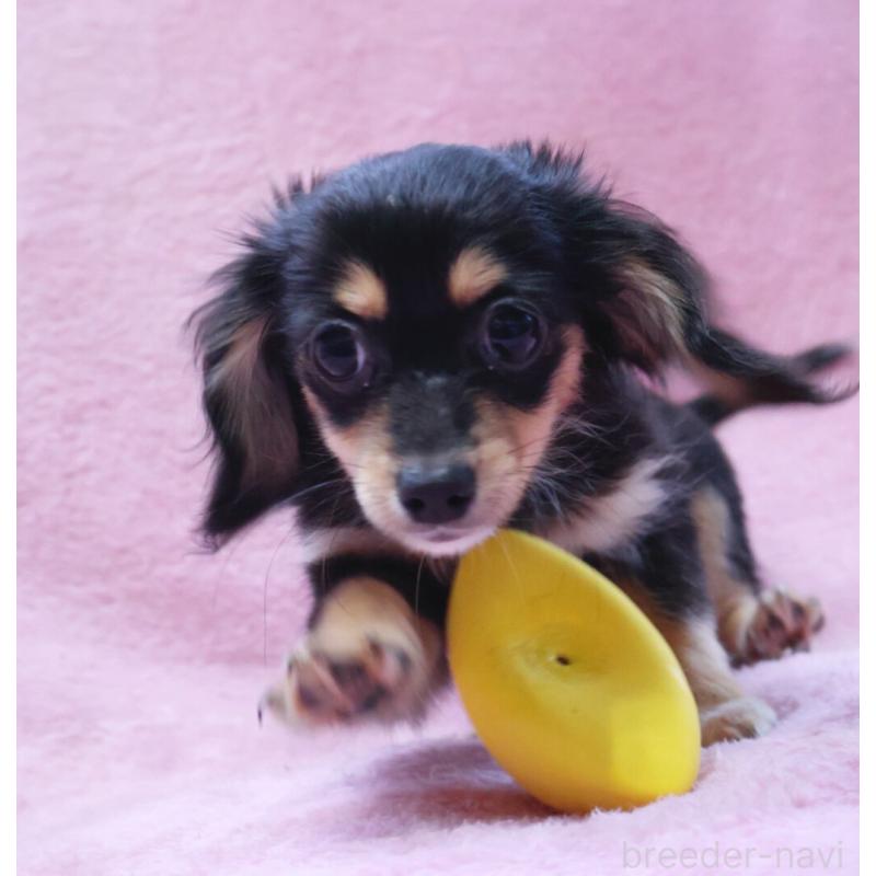 成約済の神奈川県のチワックス:チワワ×ミニチュアダックスフンド-413017の4枚目