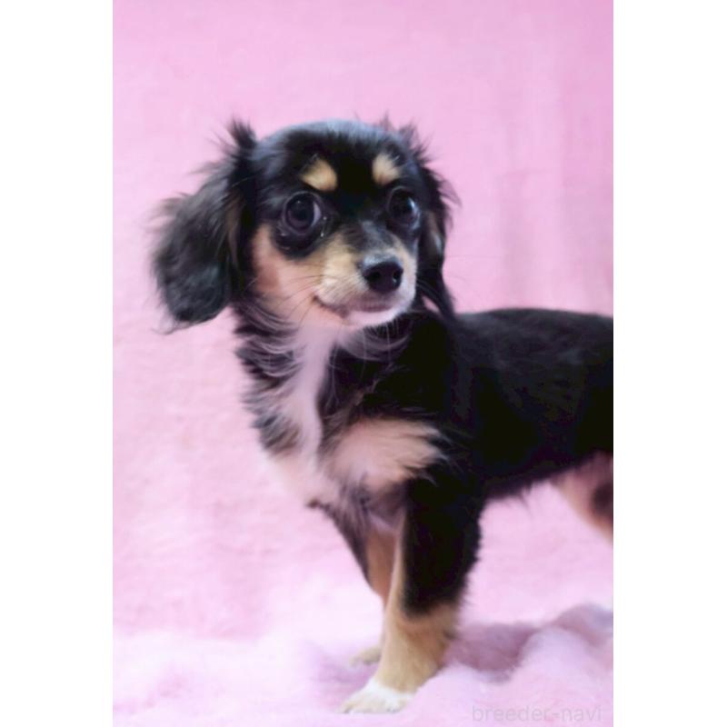 成約済の神奈川県のチワックス:チワワ×ミニチュアダックスフンド-413017の3枚目