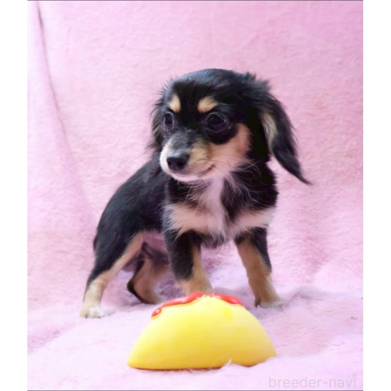 成約済の神奈川県のチワックス:チワワ×ミニチュアダックスフンド-413017の2枚目