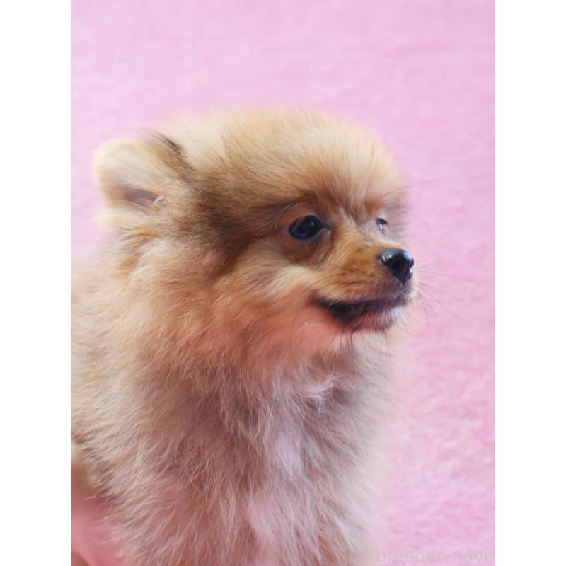 販売中の神奈川県のポメラニアン-412984の6枚目