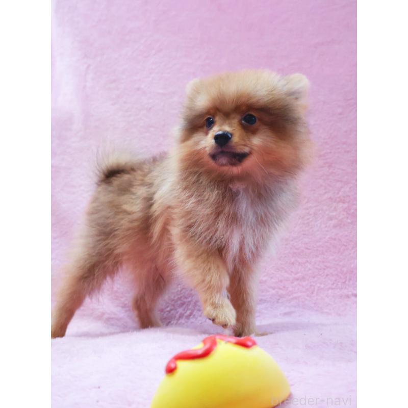 販売中の神奈川県のポメラニアン-412984の5枚目