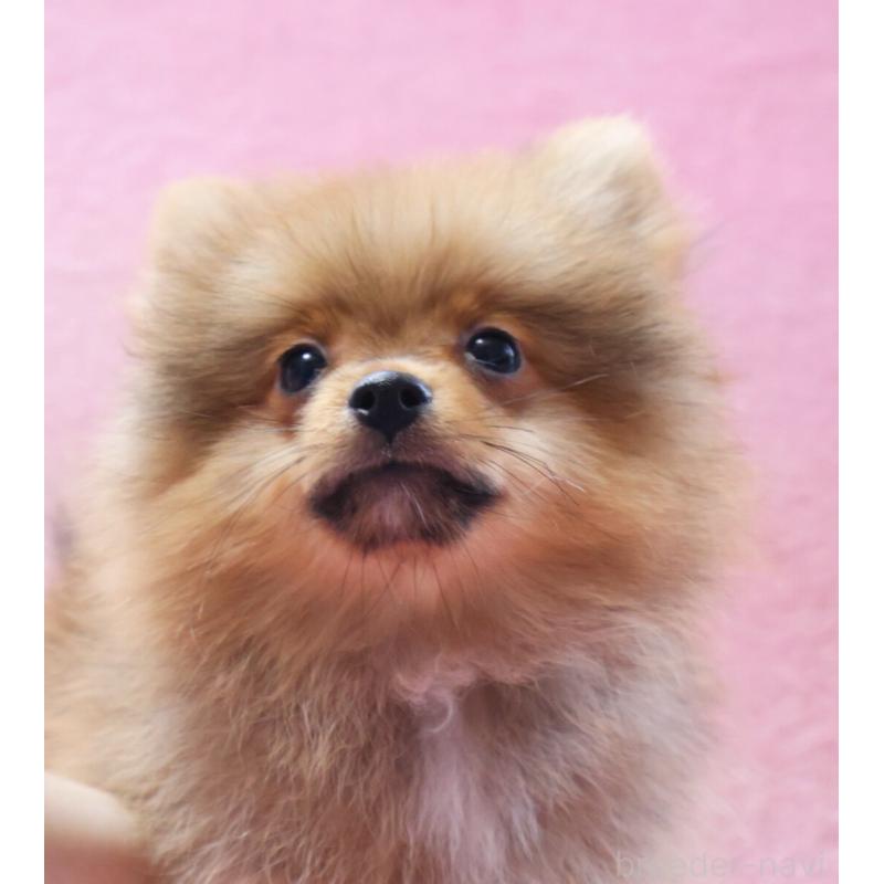 販売中の神奈川県のポメラニアン-412984の3枚目