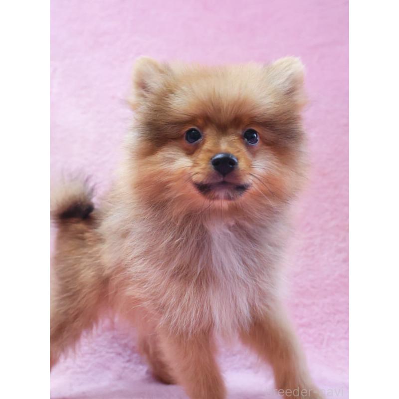 販売中の神奈川県のポメラニアン-412984の2枚目