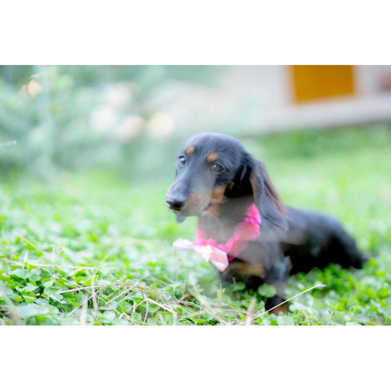 販売中の香川県のカニンヘンダックスフンド(ロングヘアード)-424866の3枚目