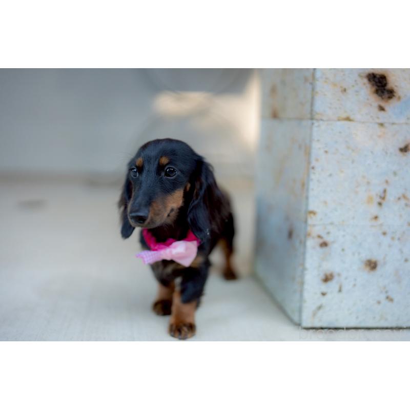 販売中の香川県のカニンヘンダックスフンド(ロングヘアード)-424866の2枚目