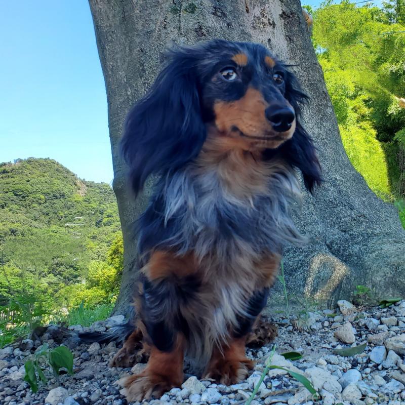 ブルーベリーくん1枚目