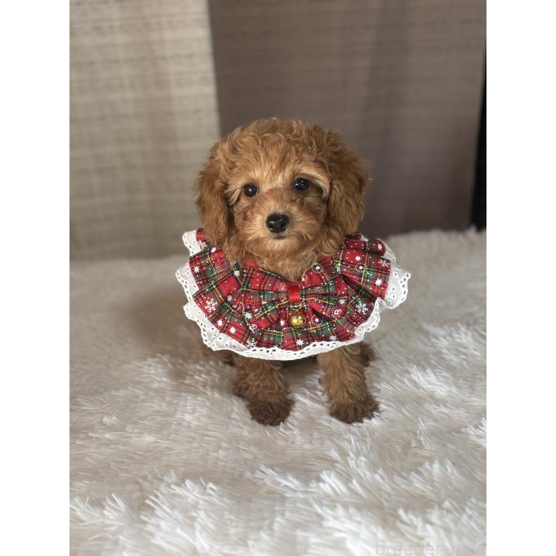 成約済の茨城県のタイニープードル-424355の4枚目