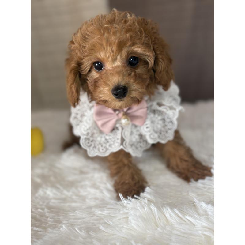 成約済の茨城県のタイニープードル-424355の2枚目