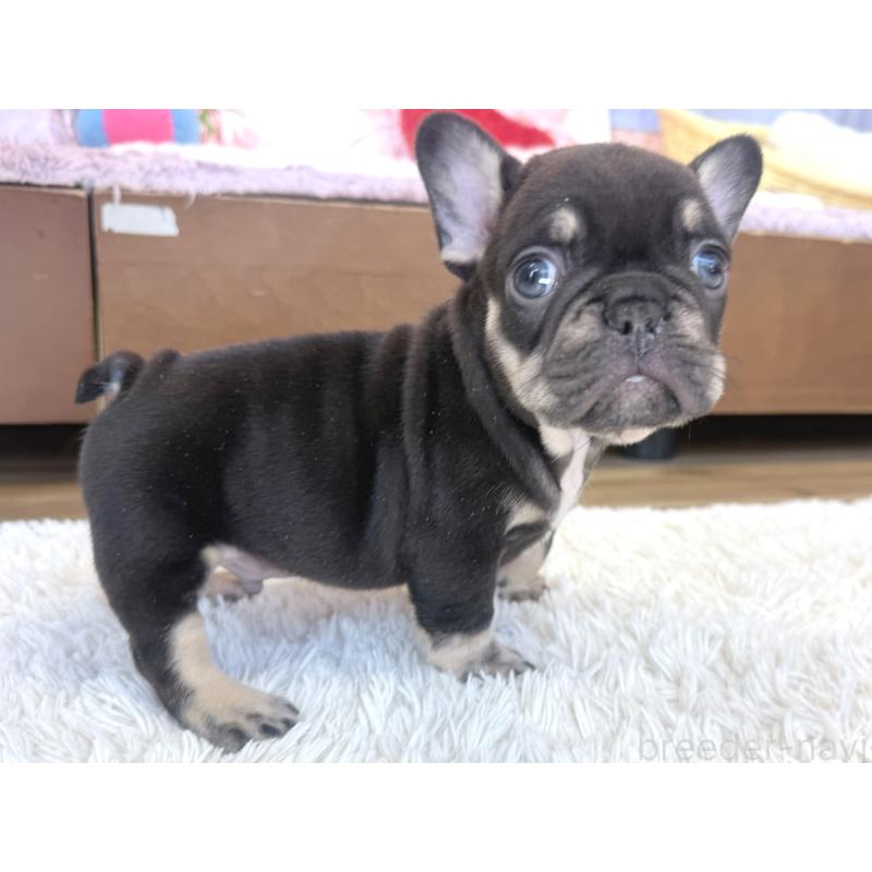 販売中の神奈川県のフレンチブルドッグ-424985の5枚目