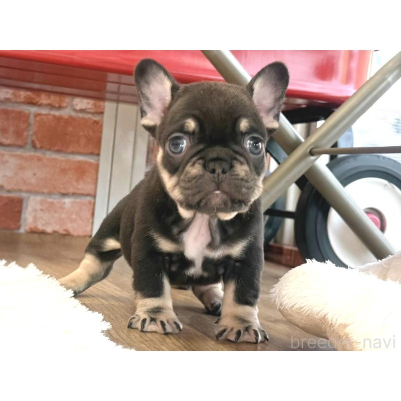販売中の神奈川県のフレンチブルドッグ-424985の4枚目
