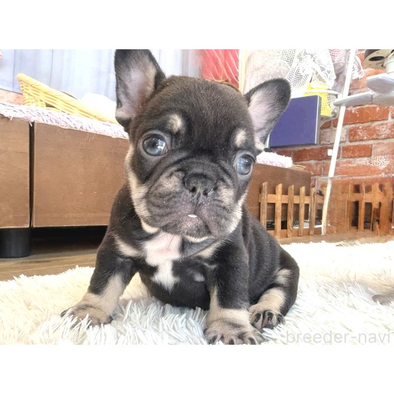 販売中の神奈川県のフレンチブルドッグ-424985の3枚目