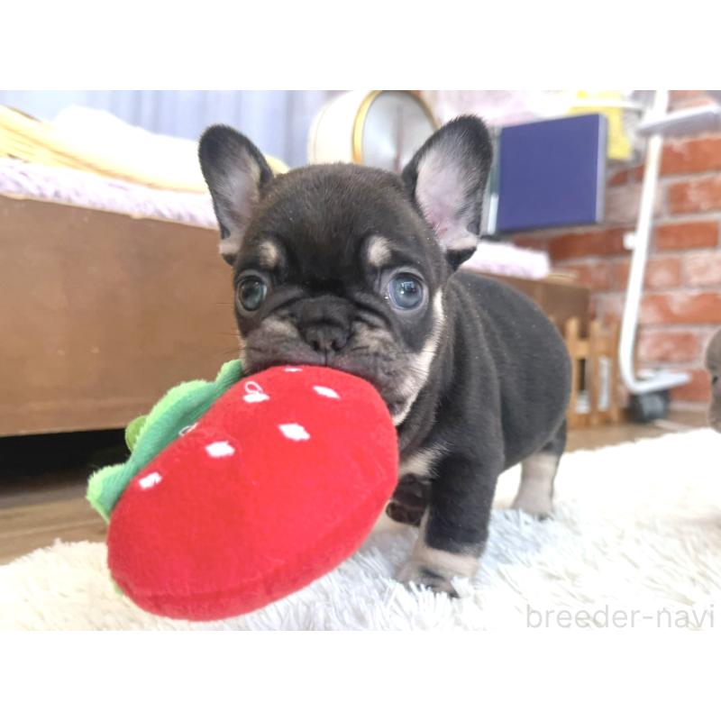 販売中の神奈川県のフレンチブルドッグ-424985の2枚目