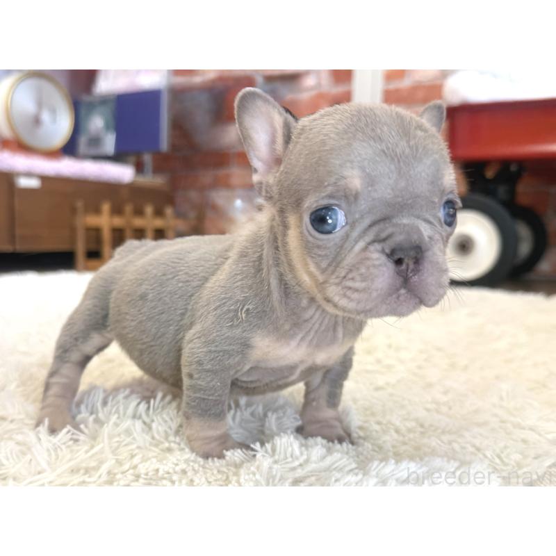 販売中の神奈川県のフレンチブルドッグ-424986の6枚目