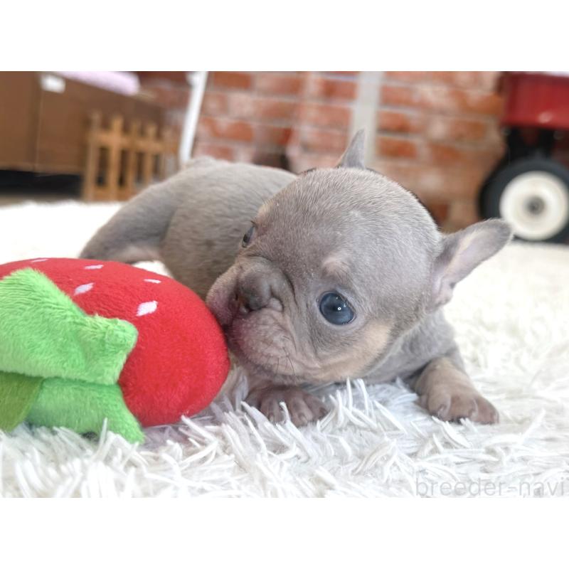 販売中の神奈川県のフレンチブルドッグ-424986の5枚目