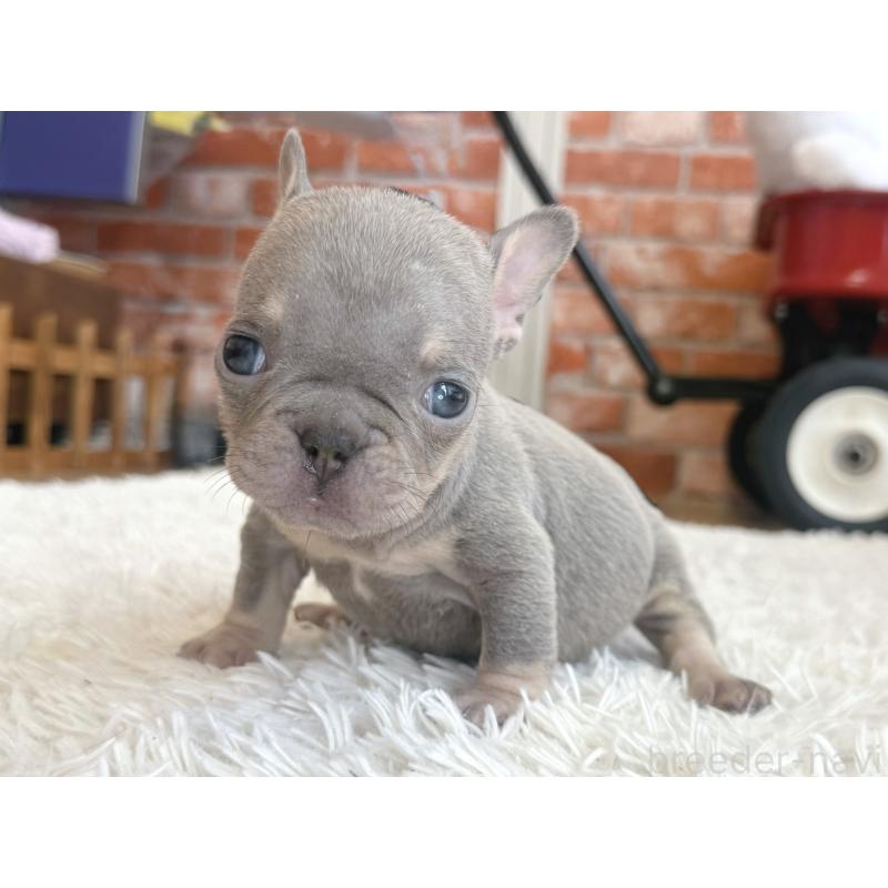 販売中の神奈川県のフレンチブルドッグ-424986の4枚目