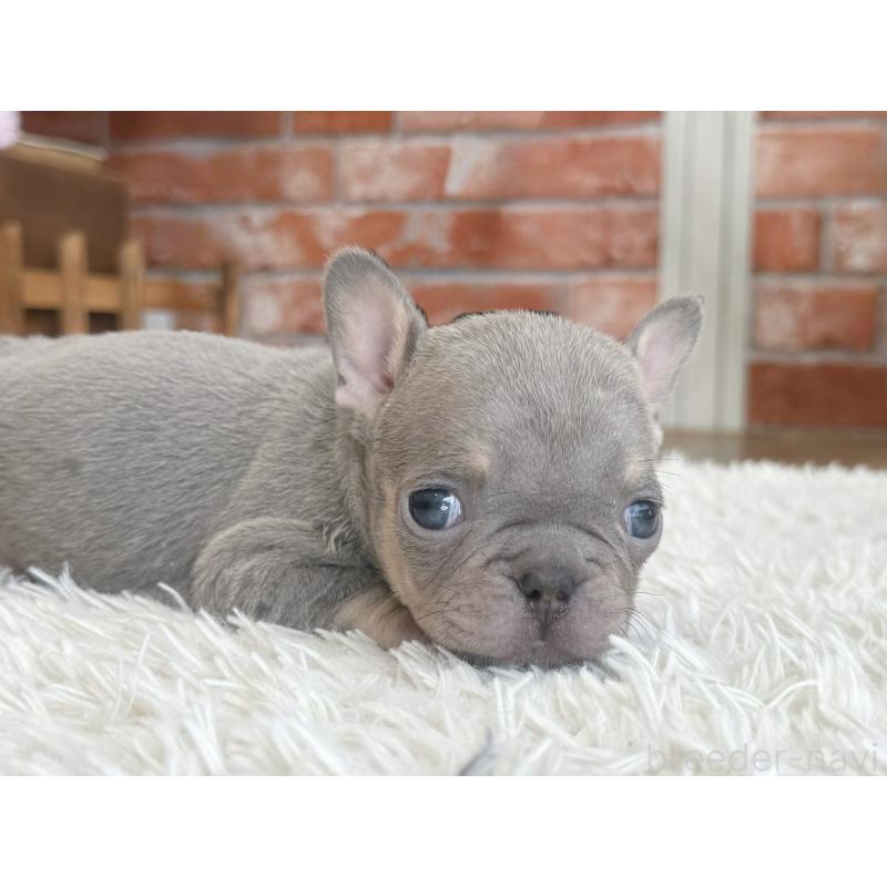 販売中の神奈川県のフレンチブルドッグ-424986の3枚目