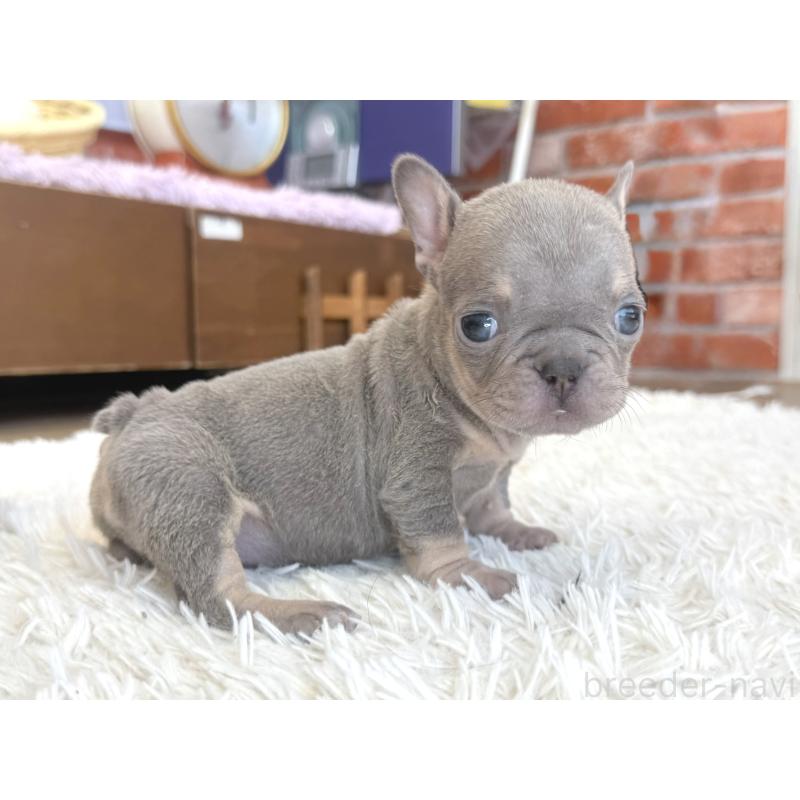 販売中の神奈川県のフレンチブルドッグ-424986の2枚目