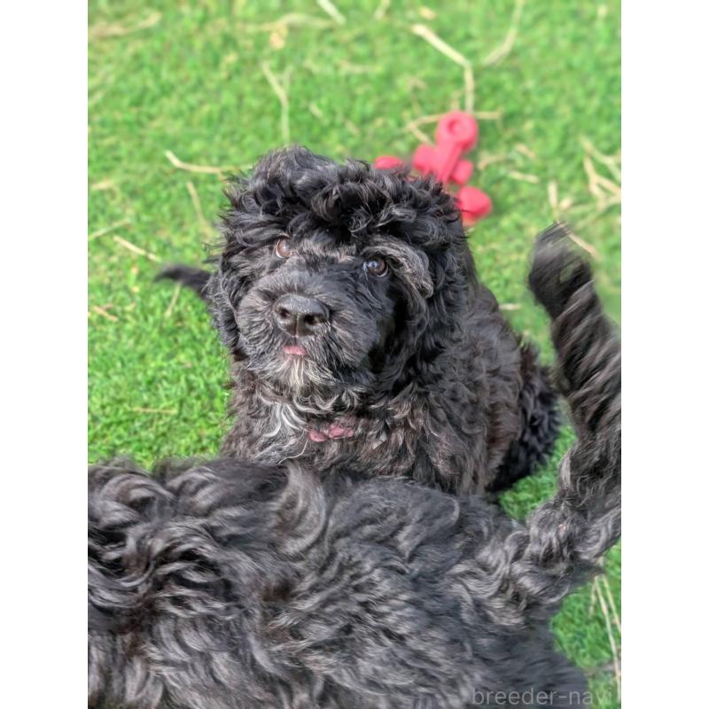 成約済の東京都のポーチュギーズウォータードッグ-418577の2枚目