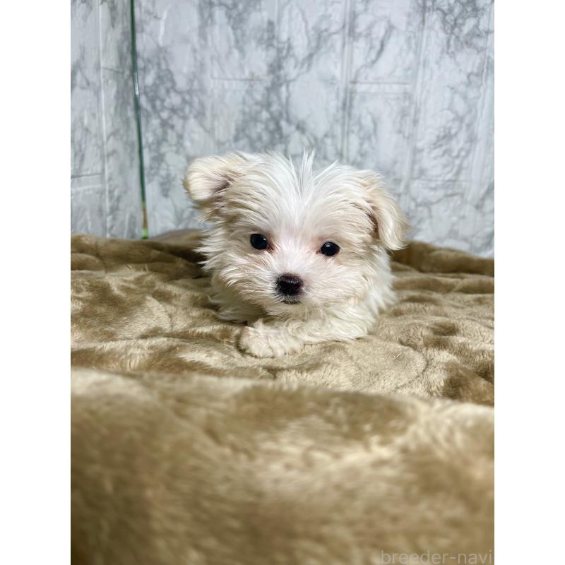 販売中の北海道のマルチーズ-424987の1枚目