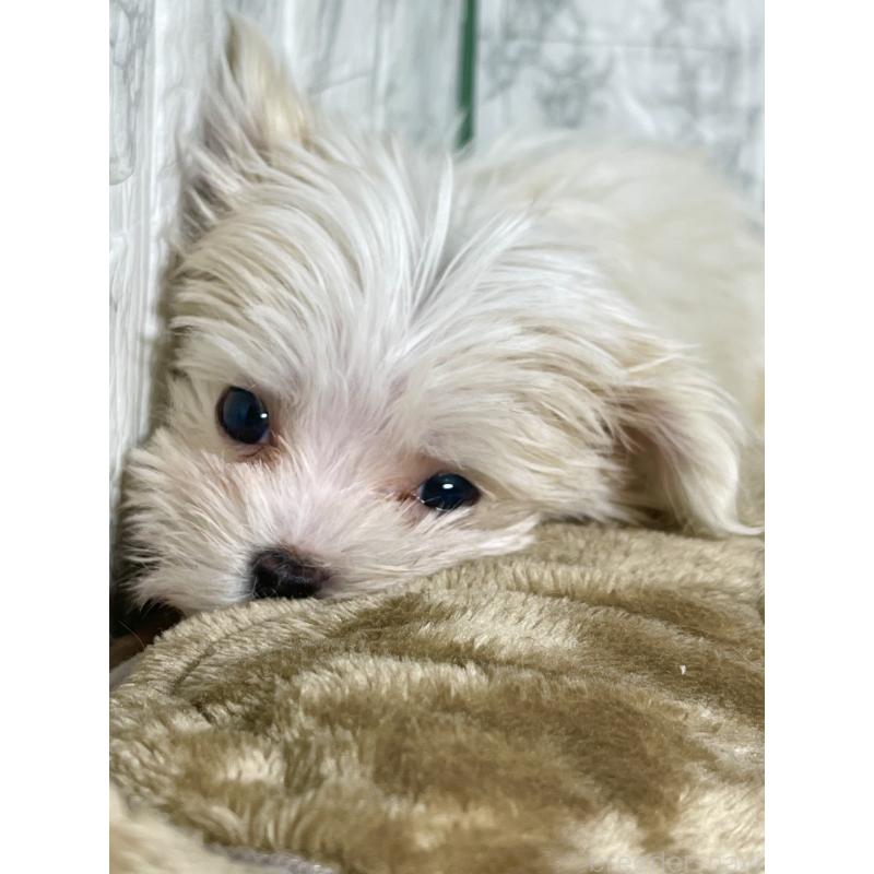 販売中の北海道のマルチーズ-424987の10枚目