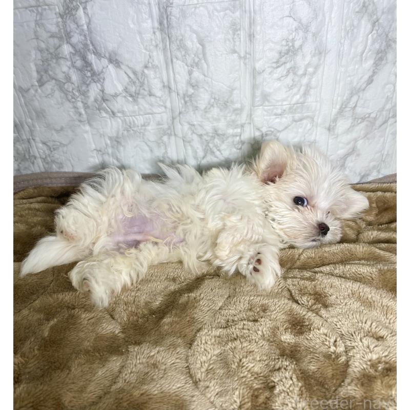 販売中の北海道のマルチーズ-424987の9枚目